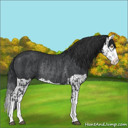 Horse Color:Black Splash Rabicano and Black Splash Rabicano