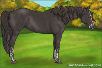 Horse Color:Smoky Black Splash Rabicano and Smoky Black Rabicano