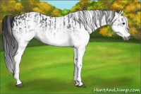 Horse Color:Gray White Spotted Black  and Gray White Spotted Black Rabicano 
