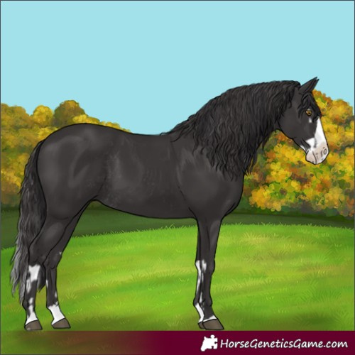 Horse Color:Smoky Black Splash Rabicano  and Smoky Black Splash Rabicano 