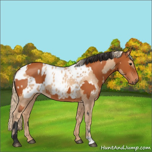 Horse Color:Bay  and Gold Champagne Appaloosa 