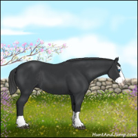 Horse Color:Black Splash Rabicano and Black Splash