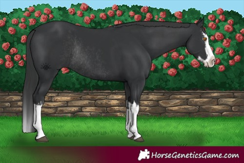 Horse Color:Black Splash Rabicano and Black Splash Rabicano