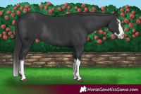 Horse Color:Black Splash Rabicano  and Black Splash Rabicano 