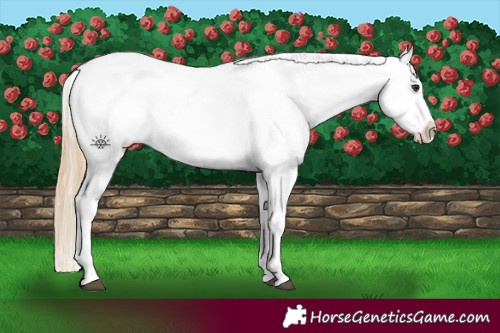 Horse Color:Red Dun Varnish  and Red Dun Frame Varnish 