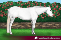 Horse Color:Red Dun Varnish  and Red Dun Frame Varnish 