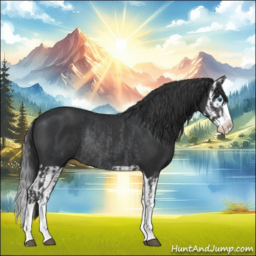 Horse Color:Black Splash Rabicano  and Black Splash Rabicano 