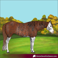 Horse Color:Black Splash Rabicano  and Chestnut Splash Rabicano 