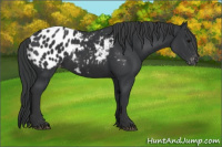 Horse Color:Black Appaloosa