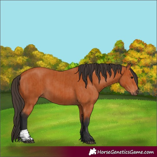 Horse Color:Bay and Bay