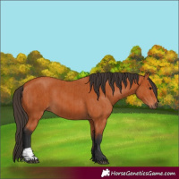 Horse Color:Bay and Bay