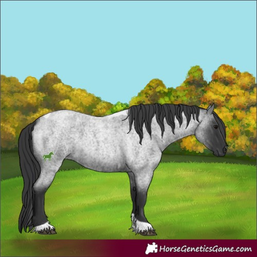 Horse Color:Blue Roan Tobiano 