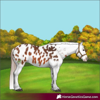 Horse Color:Bay Appaloosa