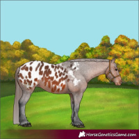 Horse Color:Bay Appaloosa 