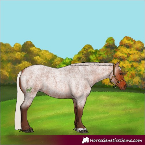 Horse Color:Silver Bay Roan
