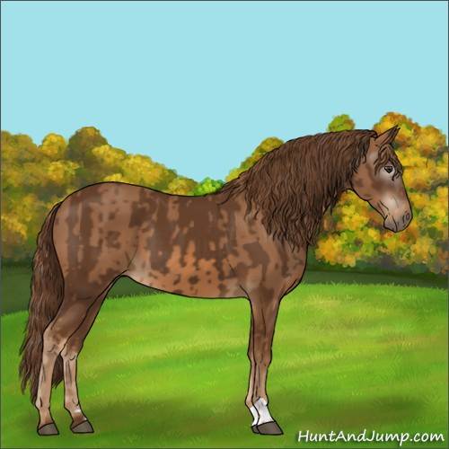 Horse Color:Chestnut  and Gray Chestnut 