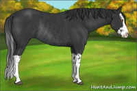 Horse Color:Black Splash Rabicano  and Black Splash Rabicano 