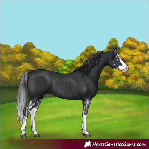 Horse Color:Black Splash Rabicano  and Black Splash 