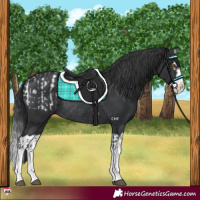 Horse Color:Black Splash Appaloosa Rabicano  and Black Splash Rabicano 