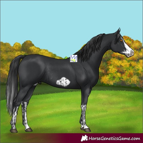 Horse Color:Black Splash Rabicano  and Black Splash Frame Rabicano 