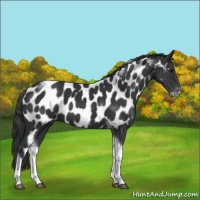 Horse Color:Black Tobiano Frame Appaloosa 