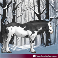 Horse Color:Black Splash Rabicano  and Black Splash Rabicano 