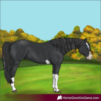 Horse Color:Black Splash Rabicano and Black Splash Tobiano Rabicano