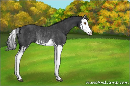 Horse Color:Black Splash Rabicano  and Black Splash Rabicano 