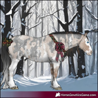 Horse Color:Classic Champagne Roan Sabino Splash  and Blue Roan Sabino Splash 