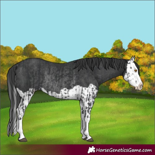 Horse Color:Black Splash Rabicano  and Black Splash Rabicano 