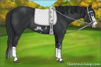 Horse Color:Black Splash Rabicano and Black Splash Frame Rabicano