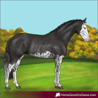 Horse Color:Smoky Black Splash Rabicano  and Smoky Black Splash Rabicano 