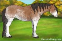 Horse Color:White Spotted Bay Splash  and White Spotted Bay Splash 