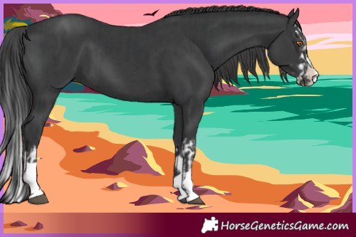 Horse Color:Black Splash Rabicano and Black Splash Rabicano