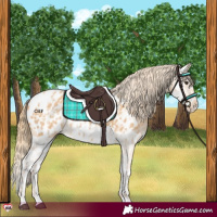 Horse Color:Red Dun Appaloosa and Red Dun Splash Appaloosa