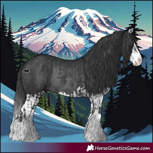 Horse Color:Black Splash Rabicano  and Black Splash Rabicano 