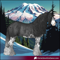 Horse Color:Black Splash Rabicano and Black Splash Rabicano