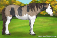 Horse Color:Black Splash Rabicano  and Classic Champagne Splash Rabicano 