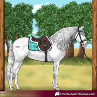 Horse Color:Cremello Appaloosa 