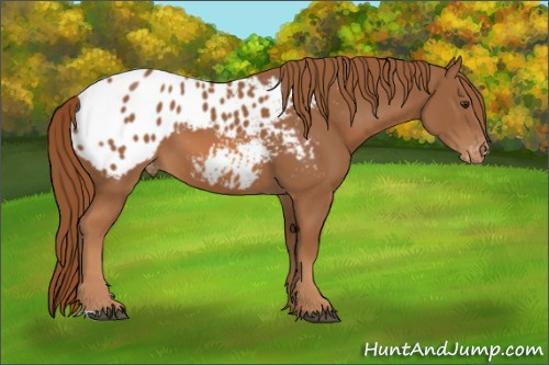 Horse Color:Chestnut Appaloosa 