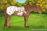 Horse Color:Chestnut Appaloosa 
