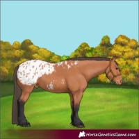 Horse Color:Bay Appaloosa