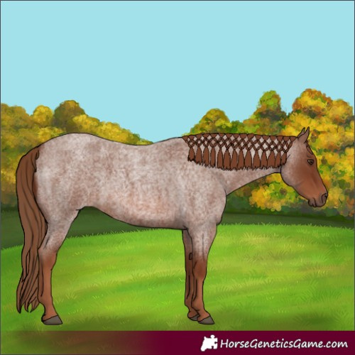 Horse Color:Red Roan 
