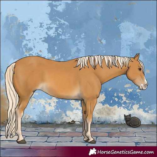 Horse Color:Palomino Splash 