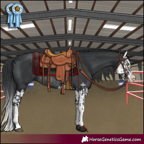 Horse Color:Black Splash Rabicano  and Black Splash Rabicano 