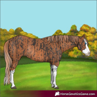Horse Color:Black Splash Rabicano  and Chestnut Splash Rabicano 