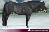 Horse Color:Black Splash Rabicano and Black Rabicano