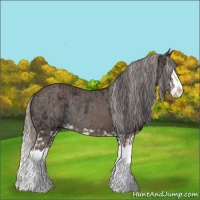 Horse Color:Black Splash Rabicano  and Silver Black Splash Rabicano 