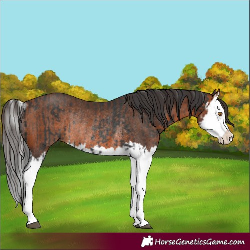 Horse Color:Black Splash Rabicano  and Bay Splash Rabicano 