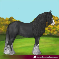 Horse Color:Black Splash Rabicano  and Black Splash Rabicano 